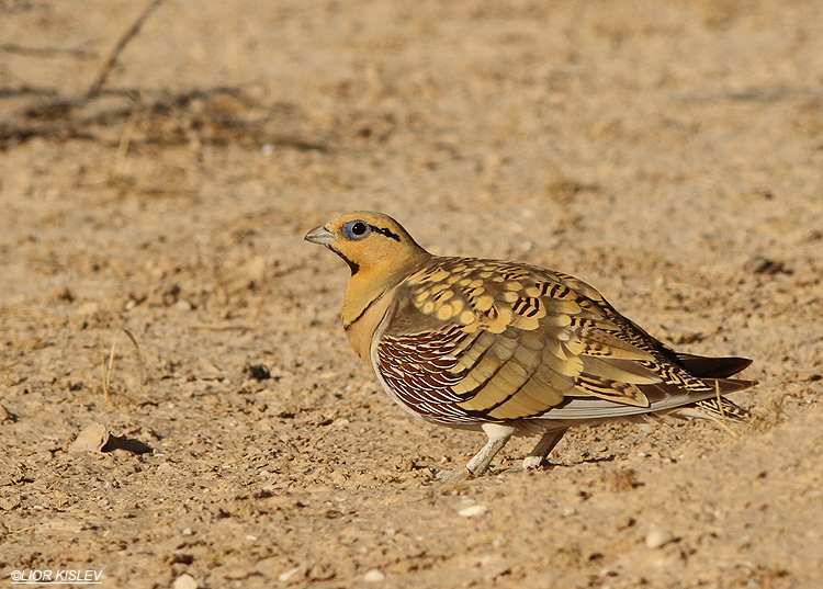 pin tailed sandgrouse pterocles alchta, Nitzana ,June 2013, Lior Kislev